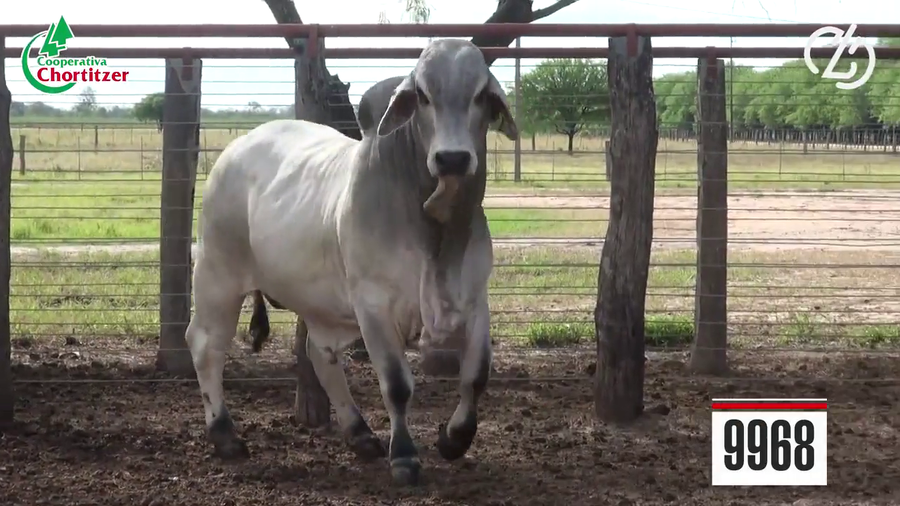 Lote Brahman