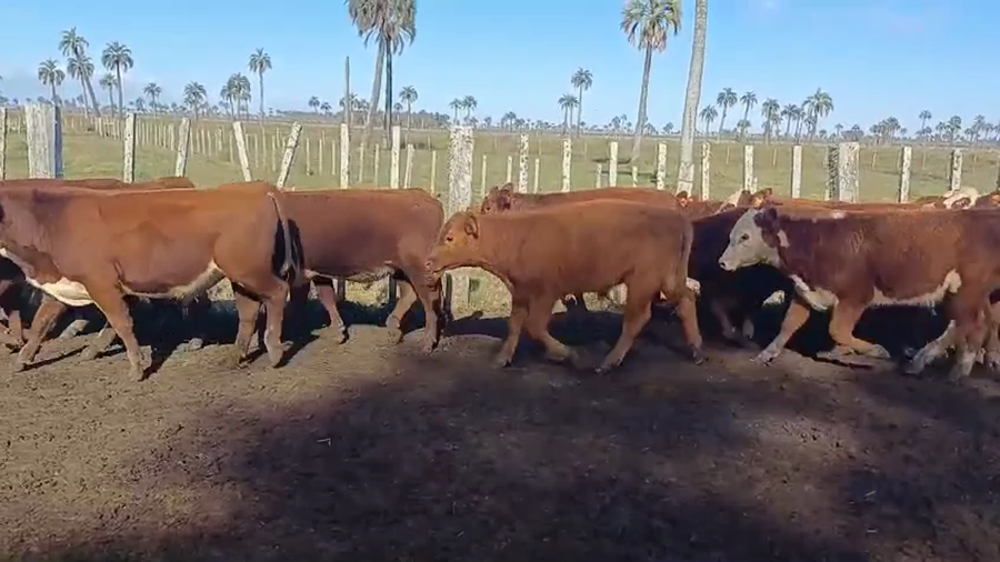 Lote TERNEROS