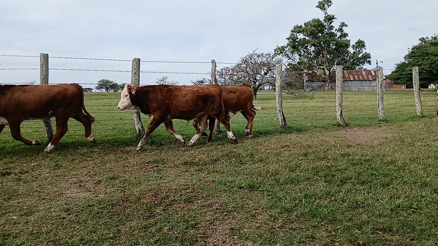 Lote 75 Terneros