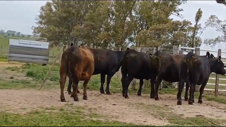 Lote VAQUILLONAS PI PREÑADAS