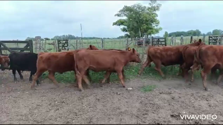 Lote 20 Terneros