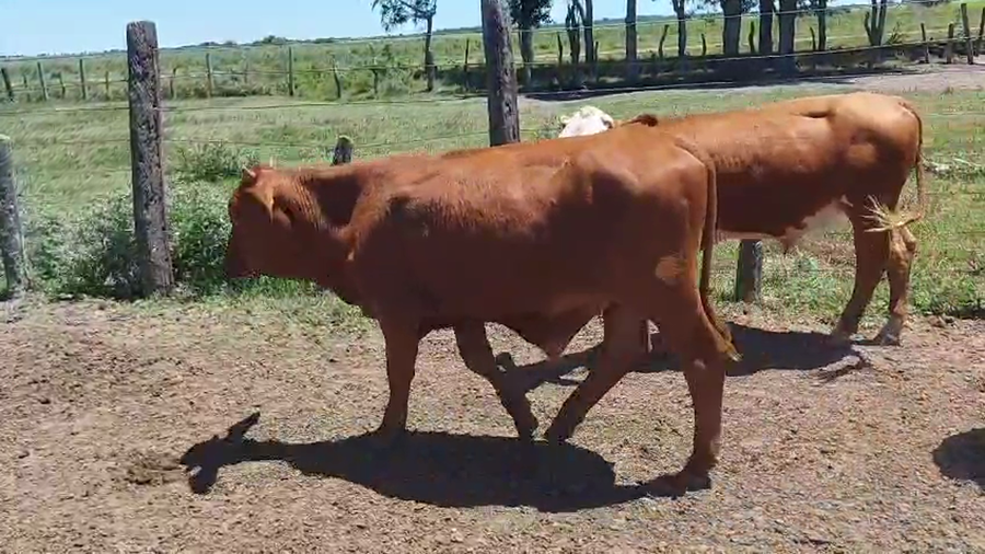Lote 110 Terneros