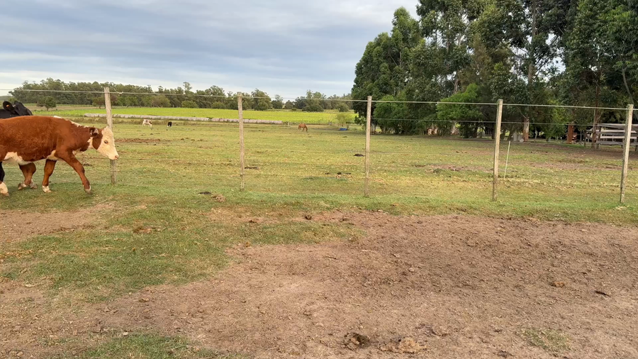 Lote VAQUILLONAS 1 a 2 AÑOS