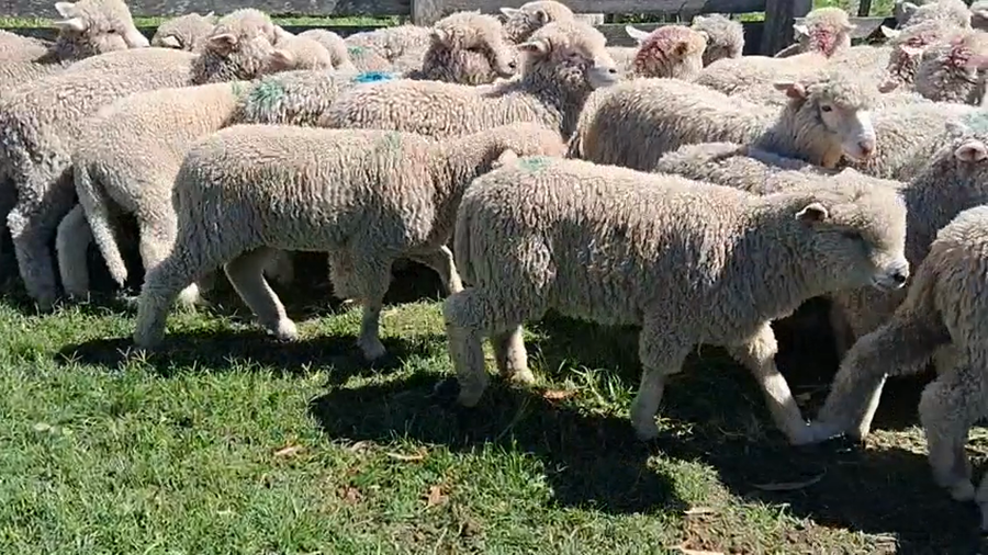 Lote 54 Corderos a remate en Ultima pantalla del año - Escritorio Camy 25kg - , San José