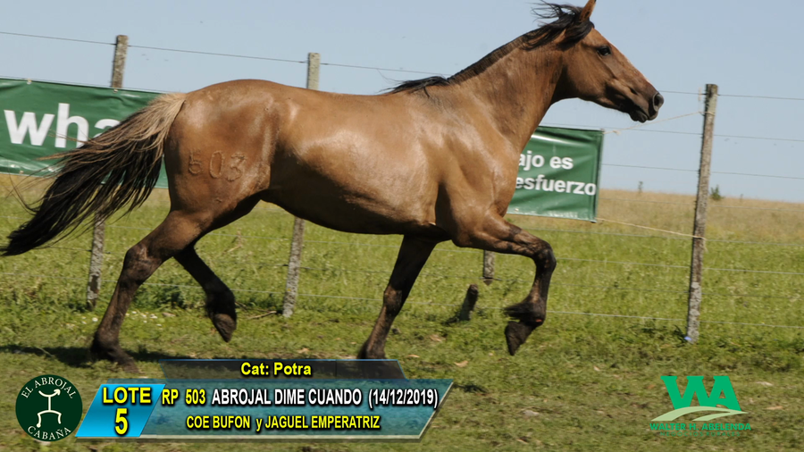 Lote ABROJAL DIME CUANDO