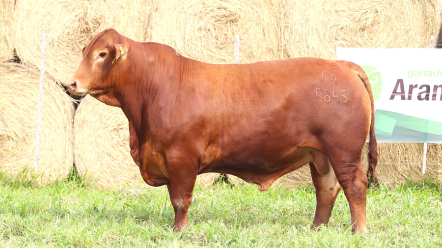 Lote LOTE 84