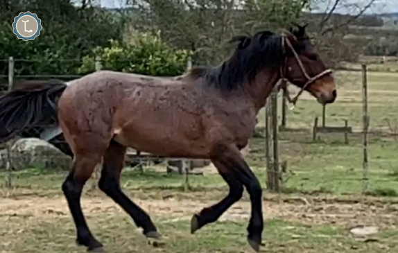 Lote CHIMENTERO MOLLES