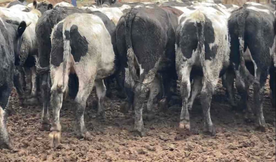 Lote 40 Novillo Gordo en Melipilla, Región Metropolitana