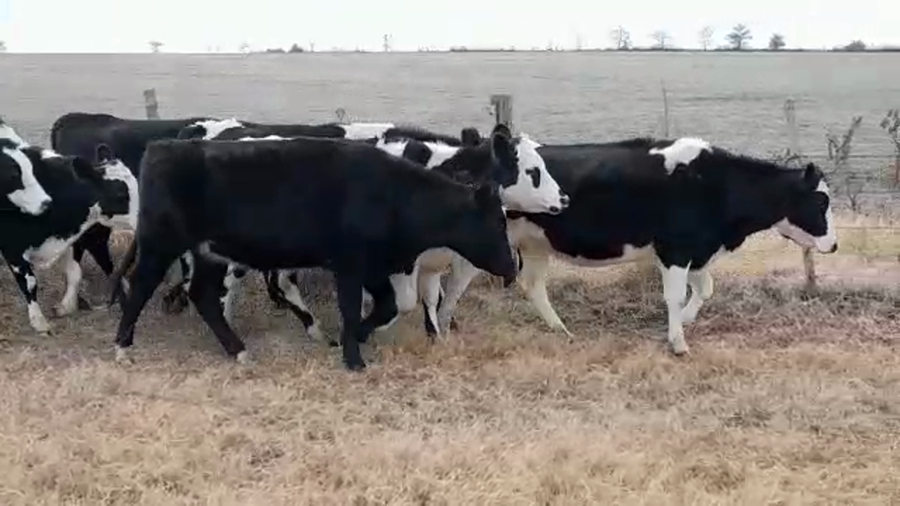 Lote (Vendido)8 Vaquillonas holando HO/ HE a remate en PANTALLA GARLAND 360kg -  en PALO SOLO