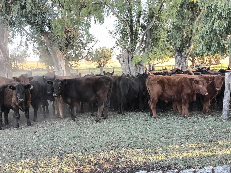 Lote 50 Terneros en Buenos Aires, Las Flores
