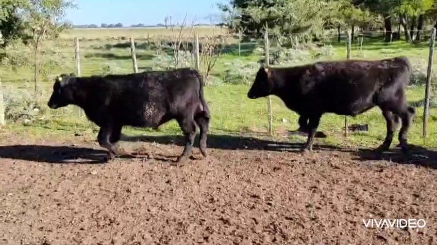 Lote 303 Terneros en Verónica, Buenos Aires