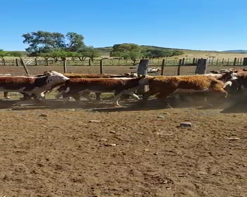 Lote 170 Vaquillonas Hereford, Polled Hereford  y Cruza con Shorthorn de 25o Kg P/ Entorar, en Sierra de la Ventana, PBA.-