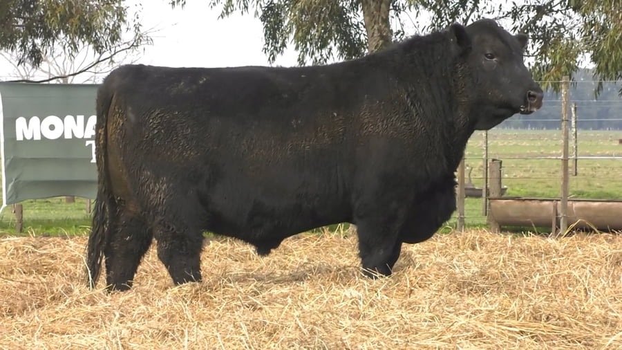 Lote TOROS PUROS POR CRUZA