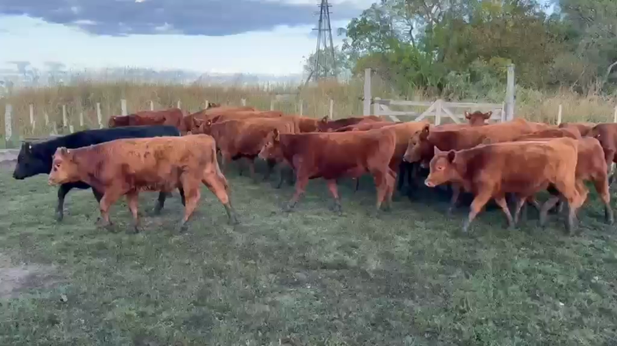 Lote 50 Terneros/as en Entre Ríos, Concordia