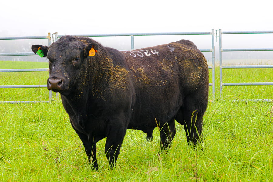 Lote ABERDEEN ANGUS SA - Angus NEGROS