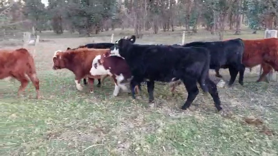 Lote 14 Terneros ANGUS Y HEREFORD a remate en PANTALLA CAMY 185kg - , San José