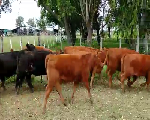 Lote 10 Terneras en Brandsen, Buenos Aires
