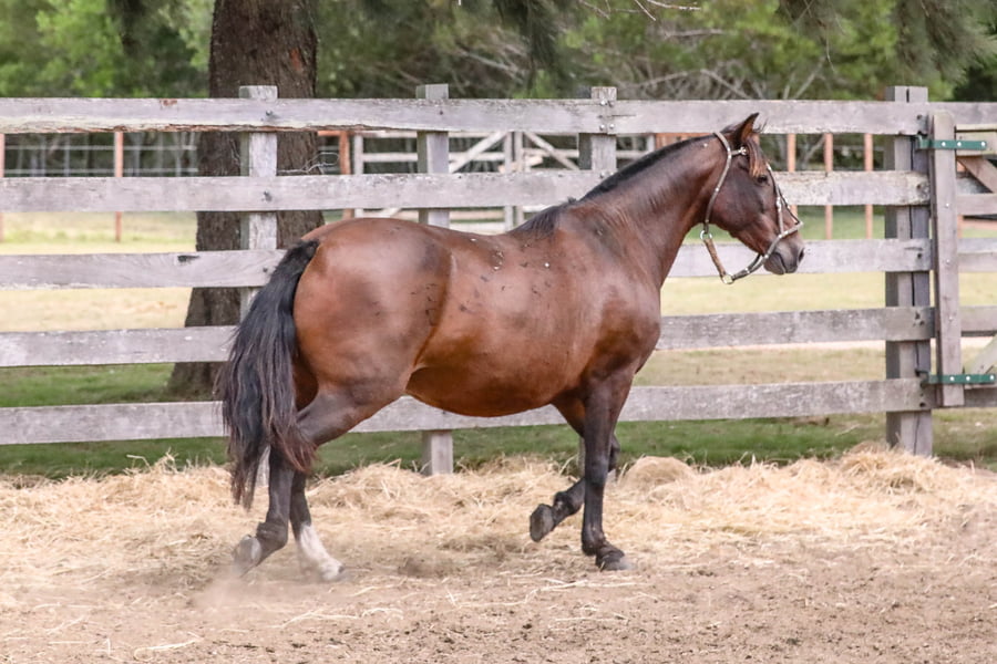 Lote DEL SIETE ESCUDERA