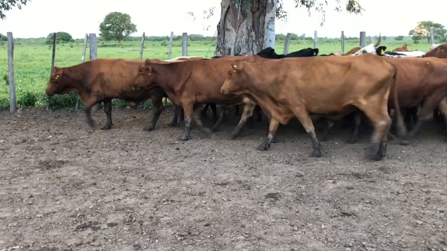 Lote 55 Vacas usadas preñadas en Gran Guardia, Formosa