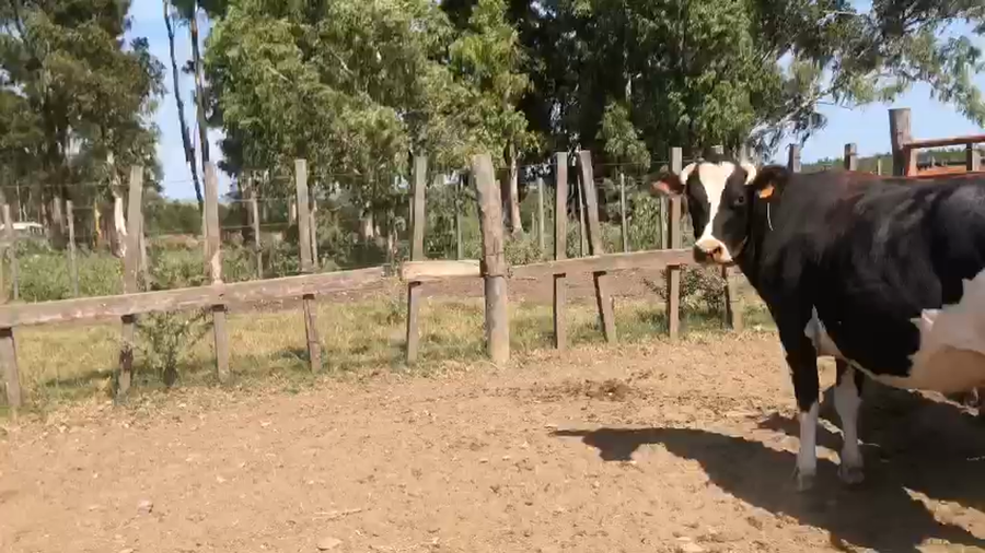 Lote 4 Vaquillonas  Kiwi y Cruza a remate en Pantalla Camy 500kg -  en Mal Abrigo