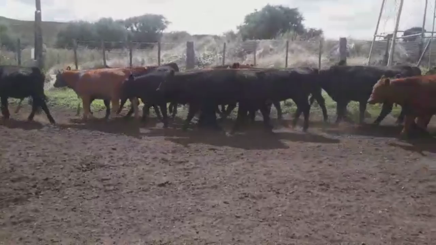 Lote 69 TERNS MACHOS Y HEMBRAS, TANDIL, PCIA. DE BS. AS.