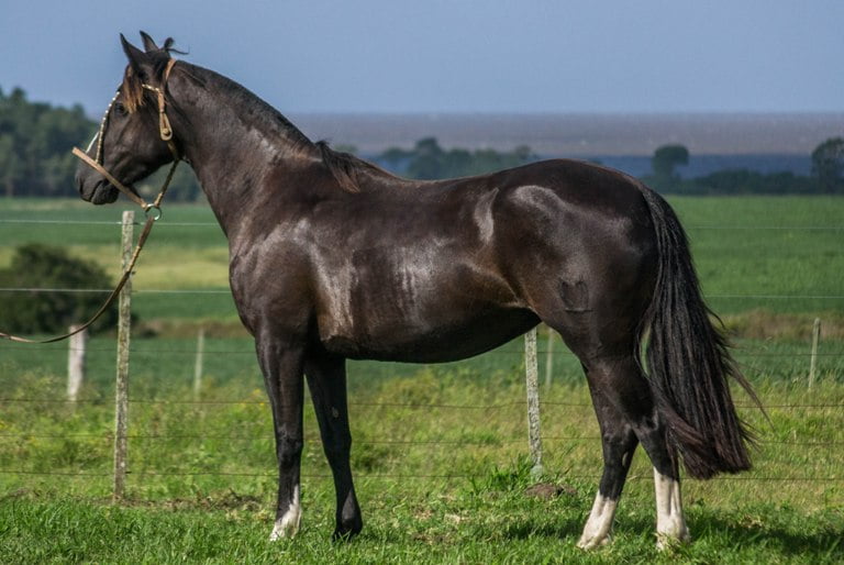 Lote CONSTANCIA CHAMARRITA 1462