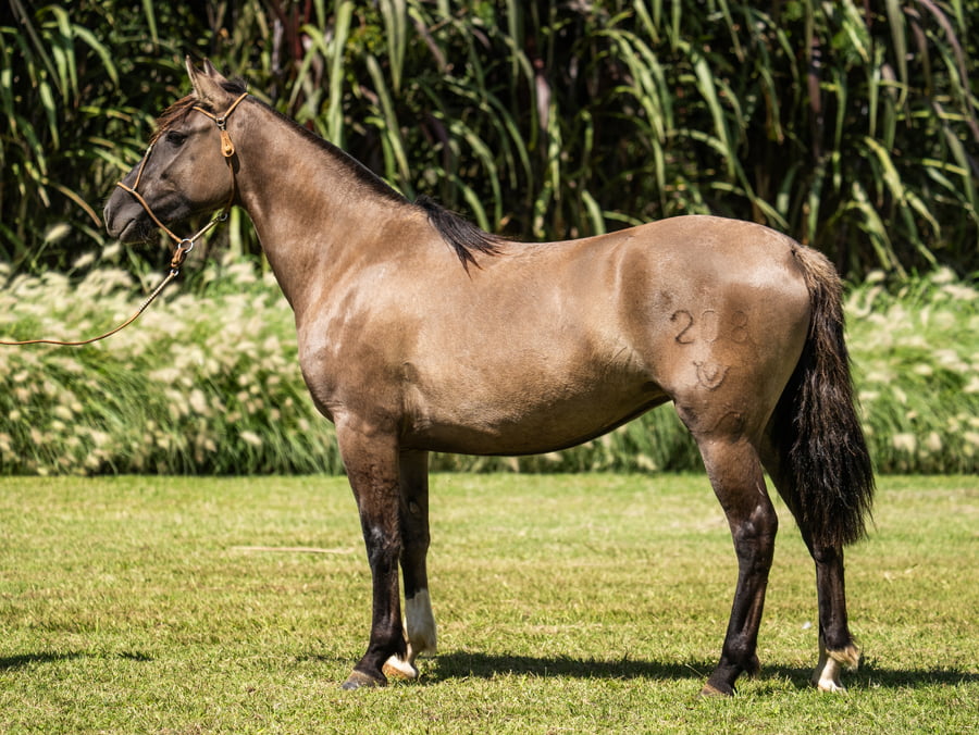 Lote Guirita Jazmin
