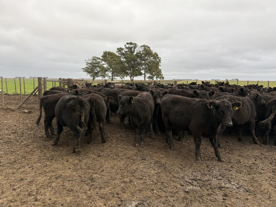 Lote 67 Terneros en Coronel Dorrego