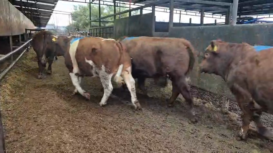 Lote 20 Novillo Gordo en Linares, VII  Región Maule