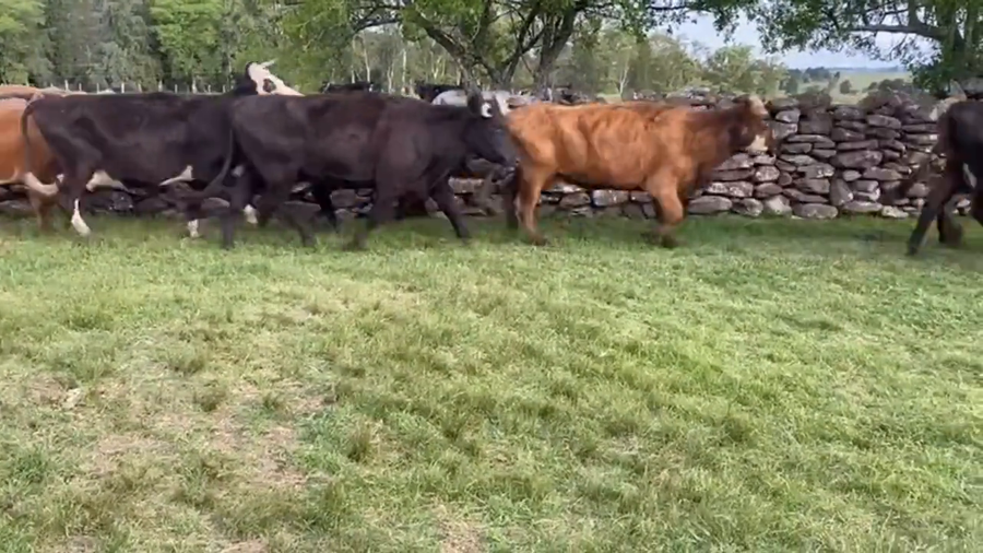 Lote Vacas de Invernada