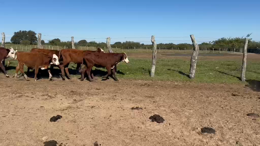 Lote 80 Terneros