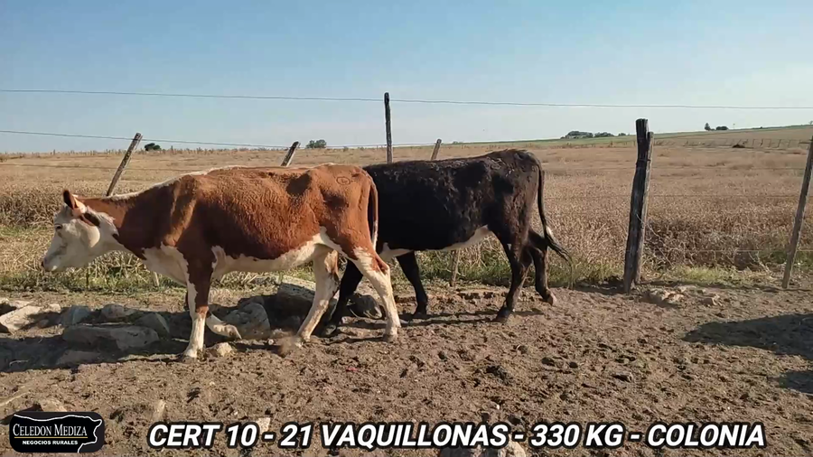 Lote 21 Vaquillonas 1 a 2 años en La Horqueta, Colonia