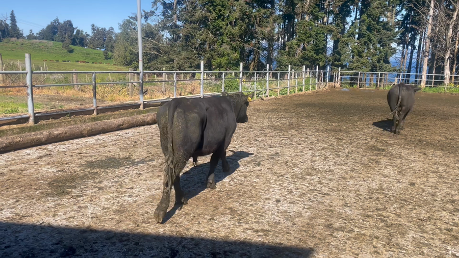 Lote 96 Novillo Engorda en Puerto Varas, X Región Los Lagos