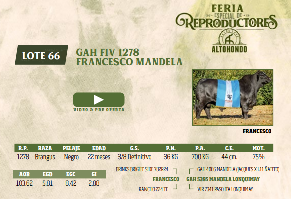 Lote LOTE 66