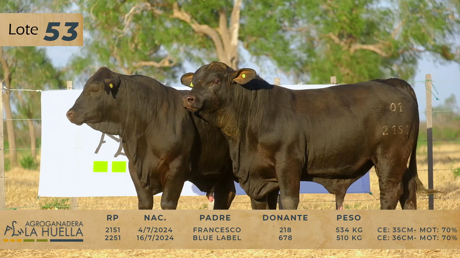 Lote LOTE 53