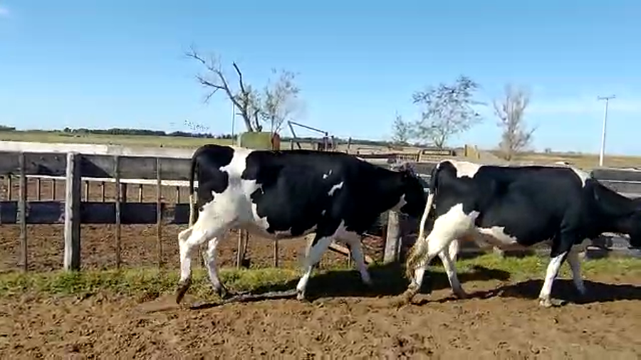 Lote Vaquillonas Preñadas - Agropecuaria Don Roque