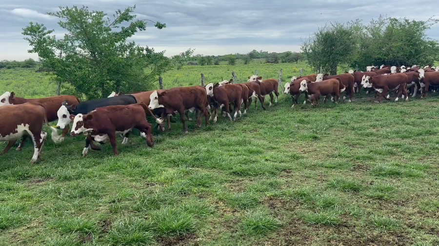 Lote 110 Terneras