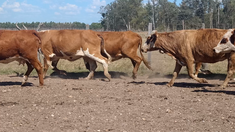 Lote 35 Vacas de invernar