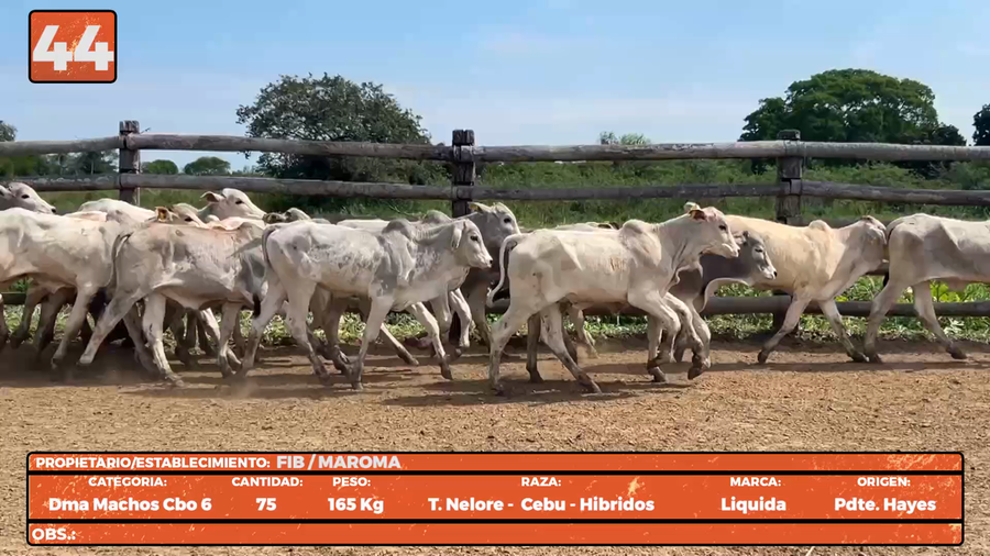 Lote LOTE 44