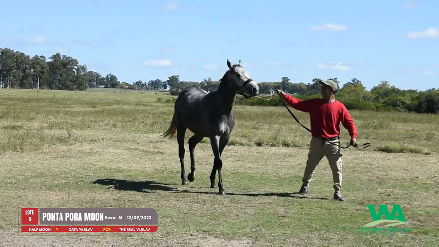 Lote PONTA PORA MOON