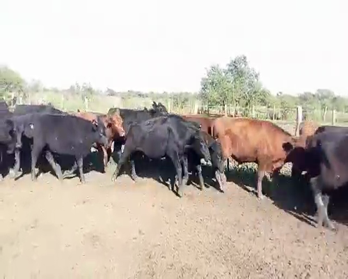 Lote 80 Novillitos en Ceibas, Entre Ríos