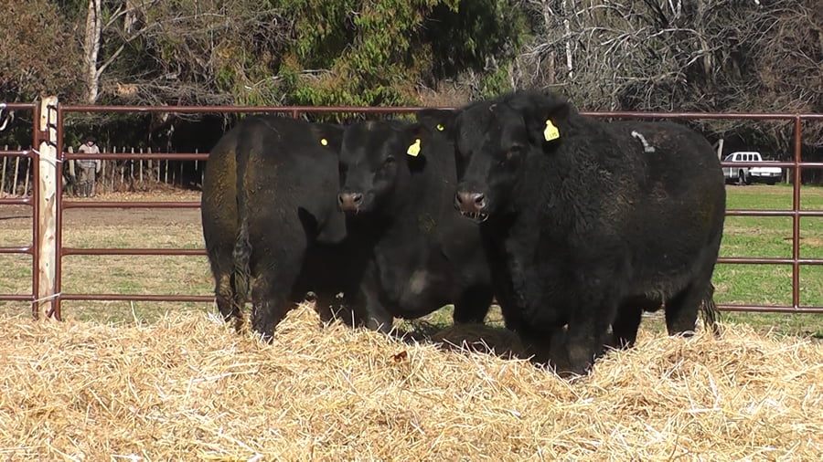 Lote TOROS PUROS DE PEDIGREE