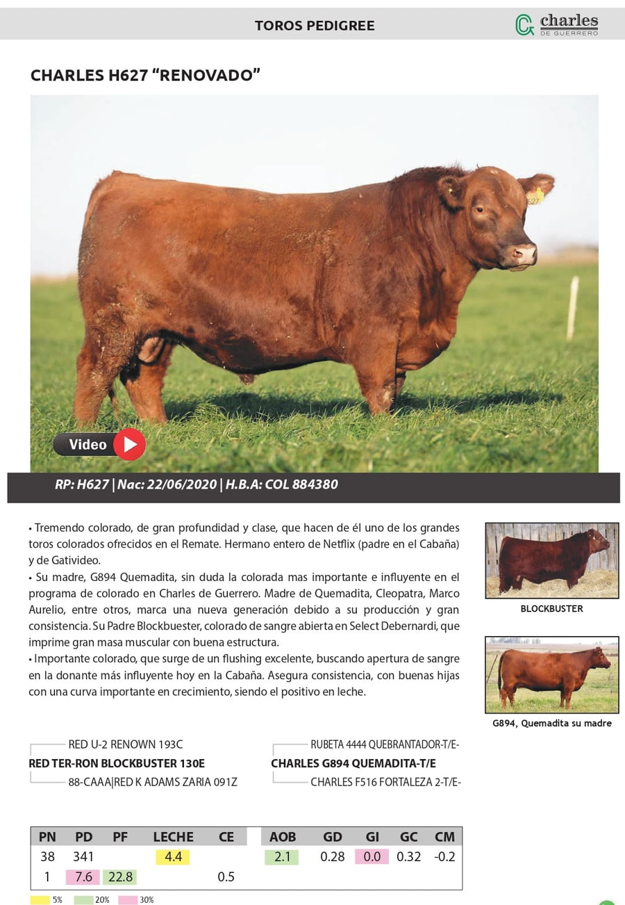 Lote TOROS PEDIGREE