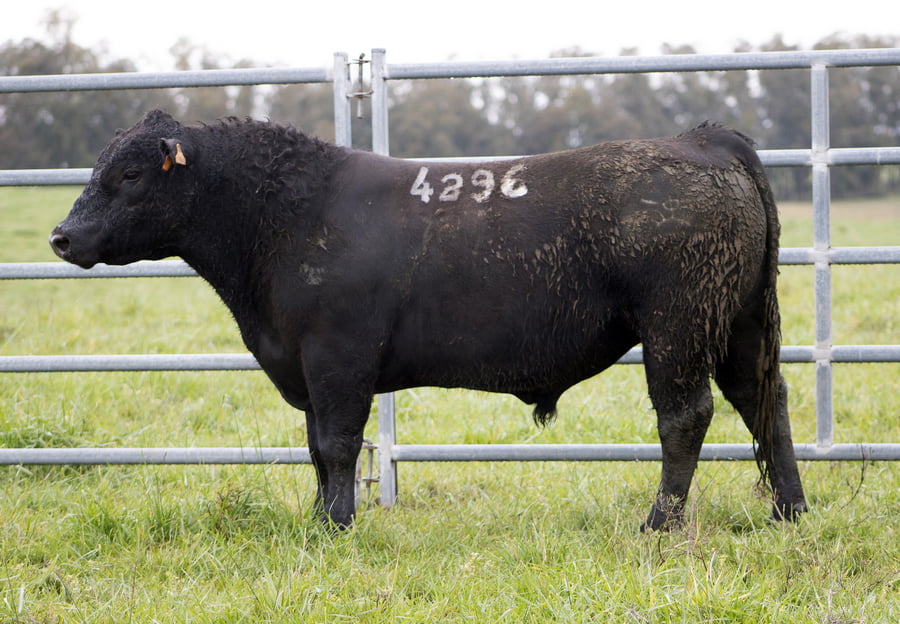 Lote ABERDEEN ANGUS SA - Angus NEGROS