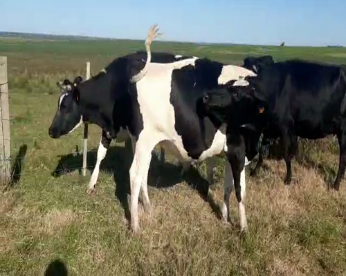 Lote 3 Vaquillonas  HOLANDO a remate en Remate Elite por Pantalla de Ganado Lechero 450kg - , San José