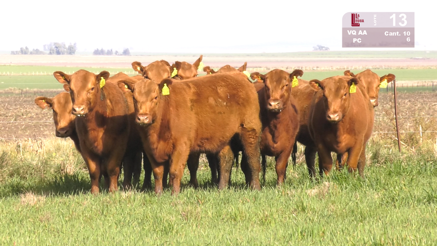 Lote VAQUILLONAS  ANGUS COLORADAS PURAS CONTROLADAS  PARA SERVICIO