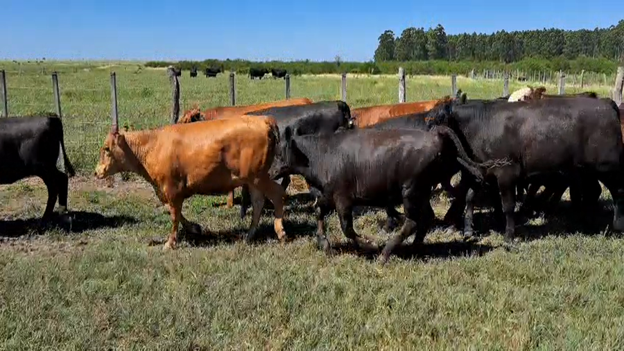 Lote 41 Novillitos y vaquillonas