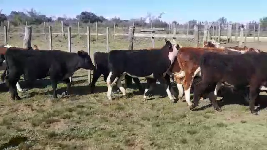 Lote 11 Terneros y Terneras a remate en PANTALLA FEDERICO GARLAND 250kg -  en PASO HOSPITAL