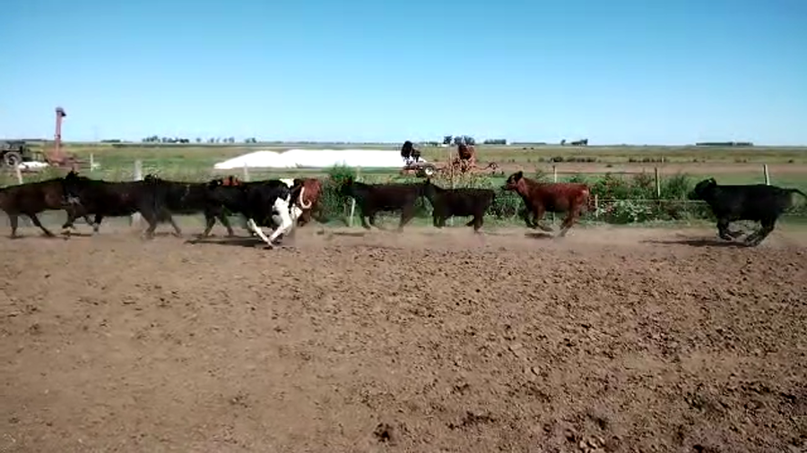 Lote 83 Terneros/as en Pehuajó, Buenos Aires