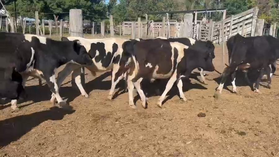 Lote 28 Novillitos Holando Argentino en Villa Trinidad, Santa Fe